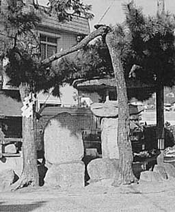 中條中須賀