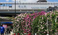 福山駅前に咲く色とりどりの薔薇